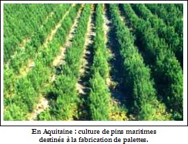 culture de pins destin&eacute;s &agrave; la fabrication de palettes - photo beynel
